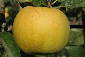 pommes-belchard