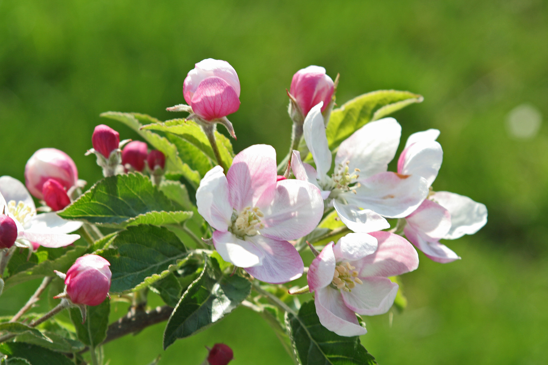 pommiers-vergers-mané-fleurs